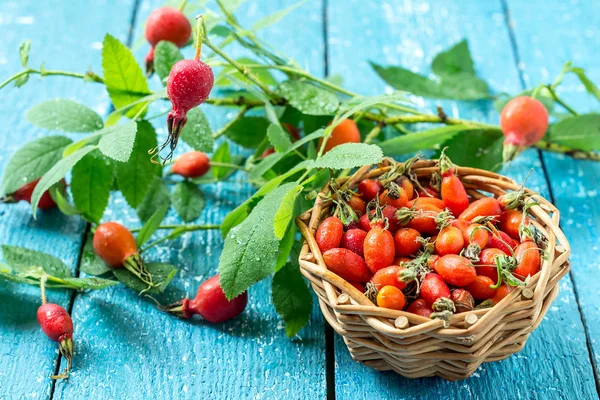 Twigs and berries hips - a source of vitamin C
