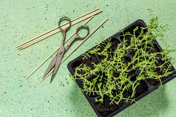 Green shoots of seedlings in trays