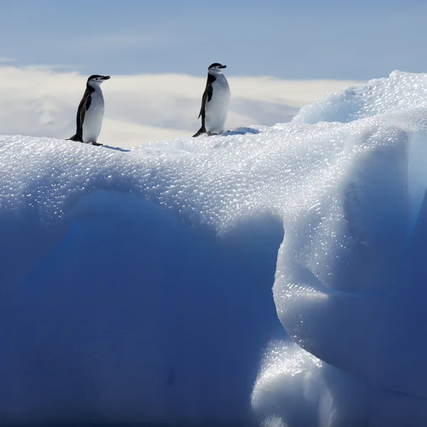 Penguins on glaciers and icebergs in Antarctica