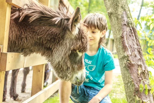 Outdoor portrait of young happy young boy feeding donkey on farm