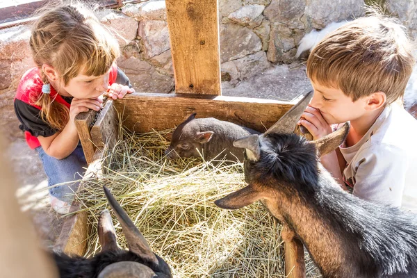 Two kids - boy and girl - taking care of domestic animals on far