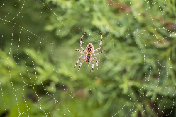 Spider in its net