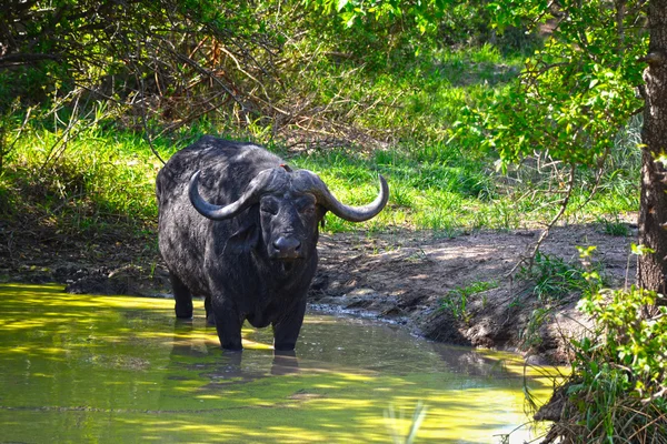 African buffalo (Syncerus caffer) in water pond