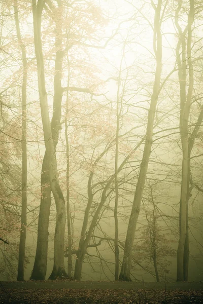 Trees in autumn park foggy day