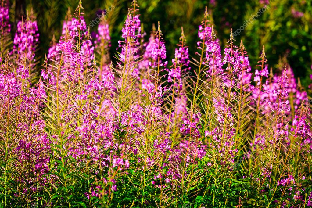 Closeup von Violet Wiesenblumen. Wildblumen in Wald — Stockfoto