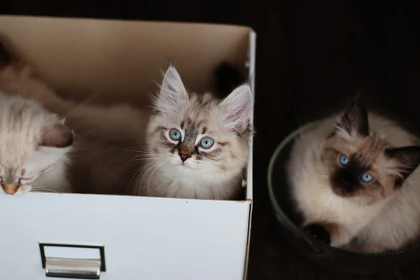 Kitten sitting in the box