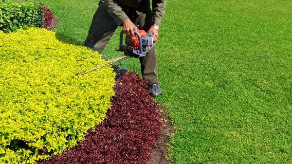 A man trimming shrub with Hedge Trimmer, Green grass copyspace