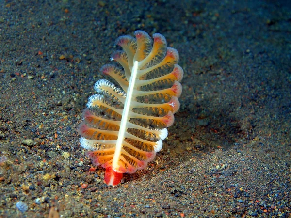 Sea pen