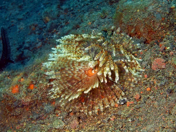 Tube worm