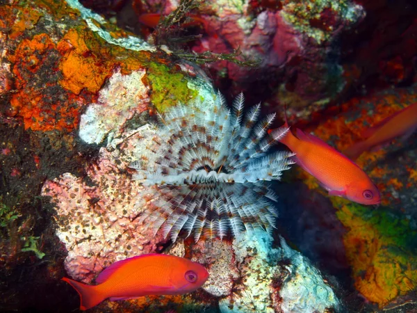 Tube worm