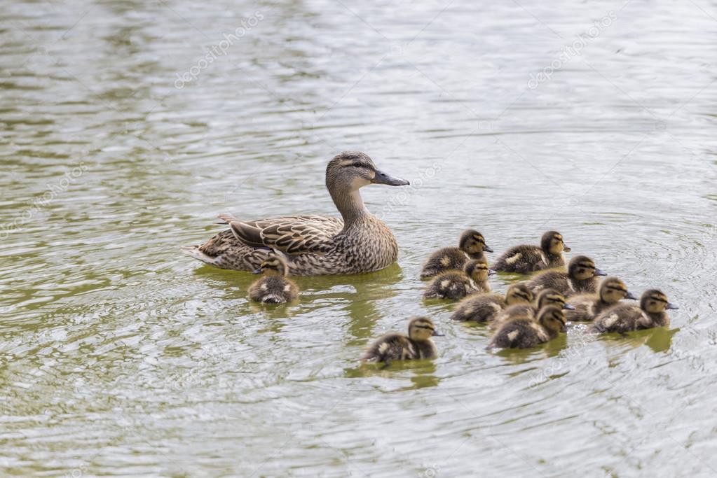 Small duck hatchlings — Stock Photo © arnau2098 #86462642