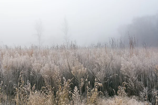 Autumn Frosted Tall Grass Prairie in Fog