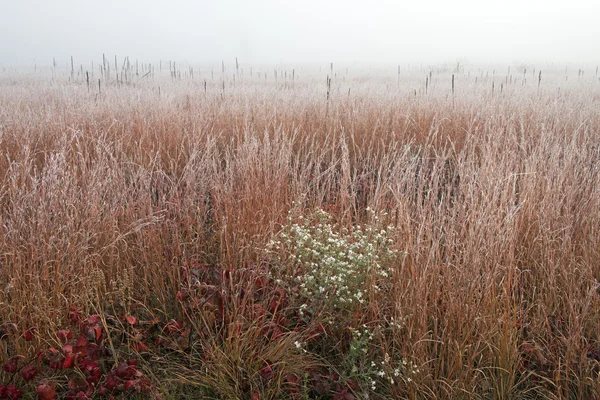 Autumn Frosted Tall Grass Prairie