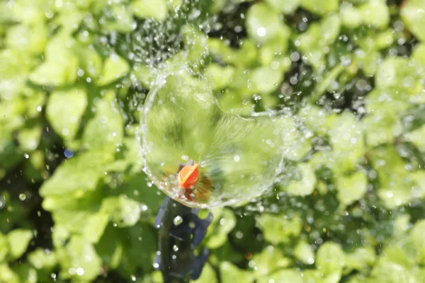 Sprinkler head watering vegetable garden