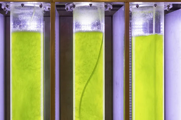 Photobioreactor in lab algae fuel biofuel industry Algae fuel or