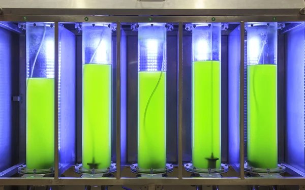 Photobioreactor in lab algae fuel biofuel industry