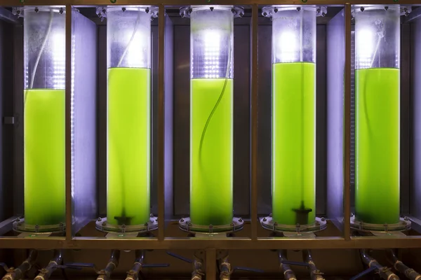 Photobioreactor in Algae fuel biofuel industry