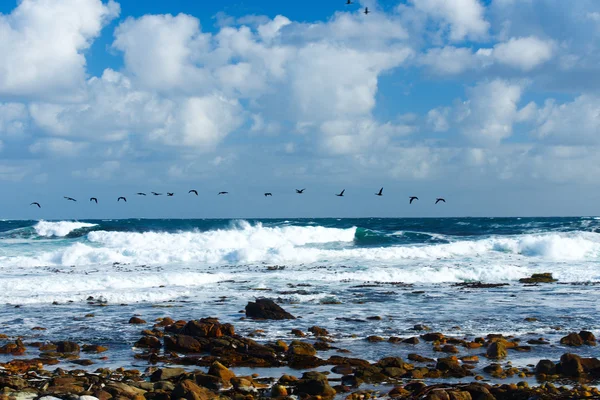 Flying migratory ducks Ocean