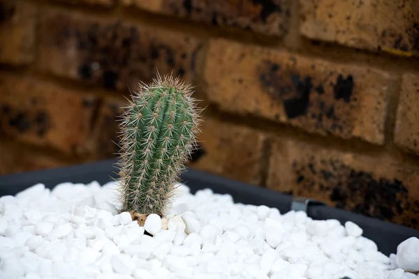 Decorative tub with white gravel and cactus