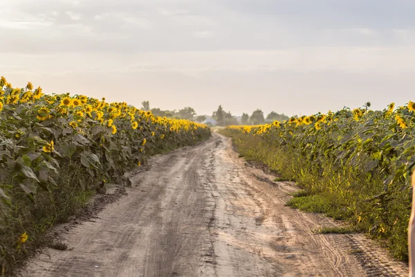 Country road on field of sunflowers