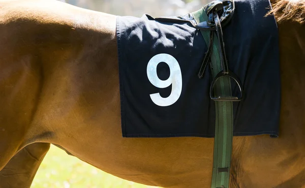 Horse racing, close up on brown horse with number 9