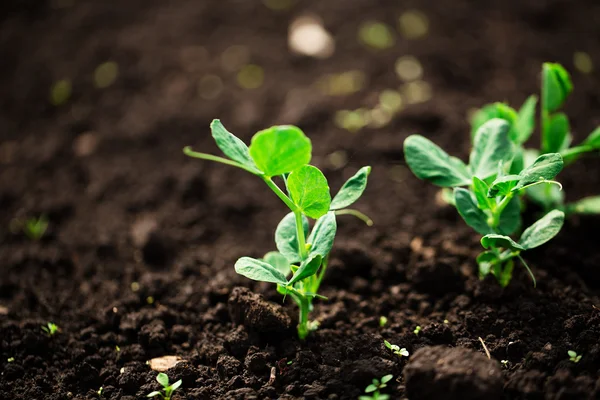 Green sprout in the ground