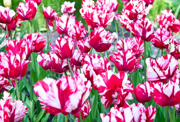 Red and white Parrot tulips