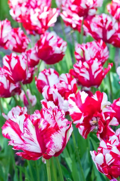 Flaming Parrot tulips