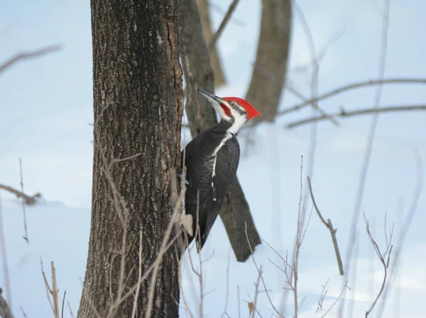 Pileated Woodpecker Climbing Down Tree Trunk