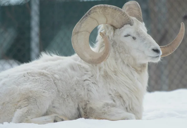 Dall Sheep Ram - Winter Cameo
