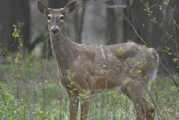 Early Spring Whitetail Buck Standing In Forest