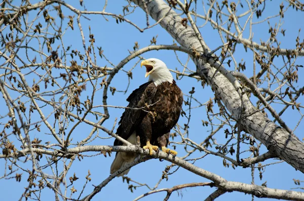 Vocalizing Bald Eagle Sitting On A Branch