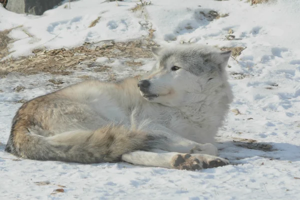 Winter Awakening Timber Wolf