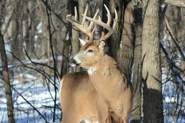 Alert Whitetail Deer Buck Standing In Upland Forest