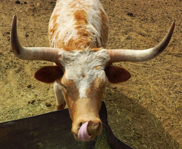 Longhorn cow licks her face