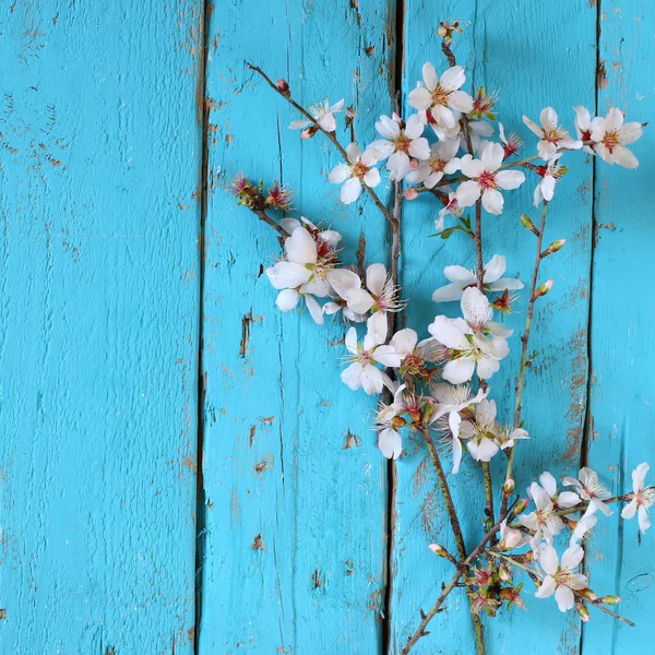 Image of spring white cherry blossoms tree on blue wooden table. vintage filtered image