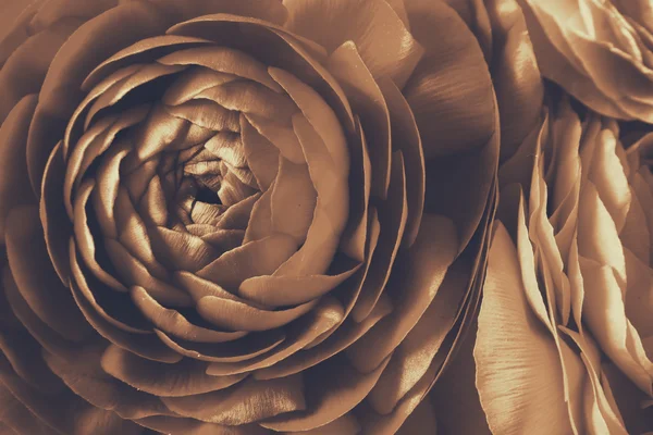 Close up of spring flowers. top view photo. sepia style photo