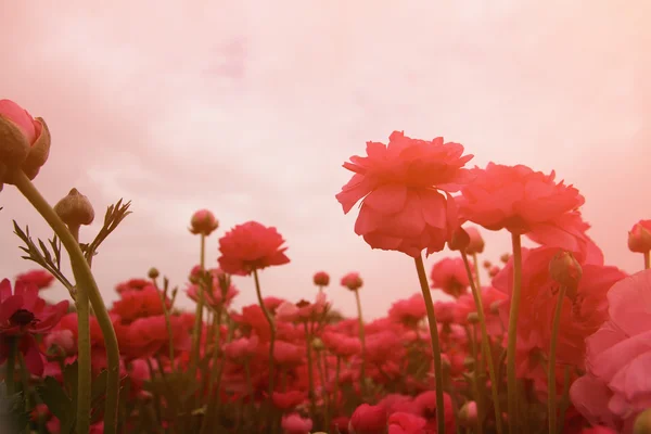 Abstract and dreamy photo with low angle of spring flowers against sky with light burst. vintage filtered and toned