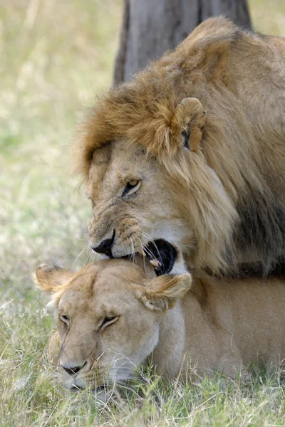 Lion and Lioness in courtship