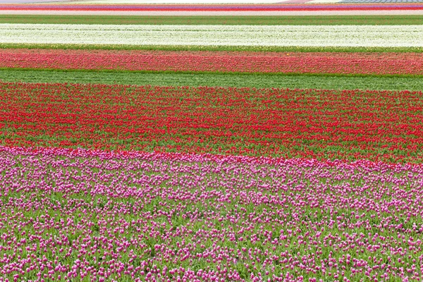 Tulips in lines in a field, Holland