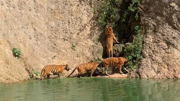 Tigers of the monastery