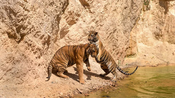 Tigers of the monastery