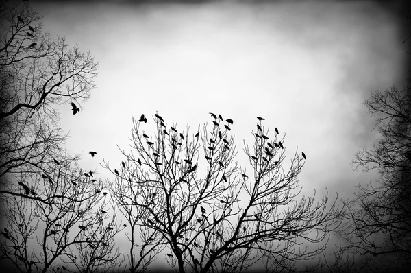 Backlit crows in black and white