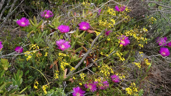 Bunch of pink wild flowers in the field at West Coast National P