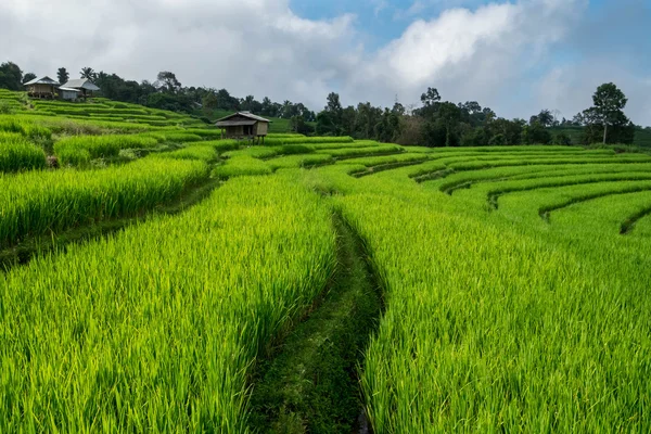 Rice field, Rural mountain view, Beautiful landscape