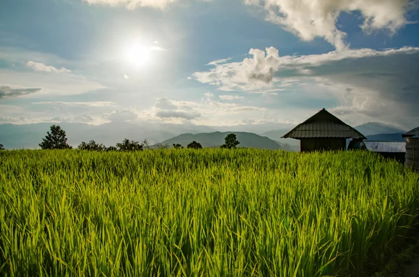 Rice field, Rural mountain view, Beautiful landscape