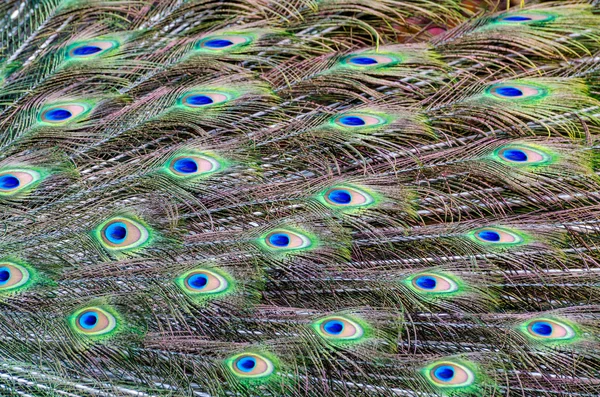 Peacock Tail Feather Background