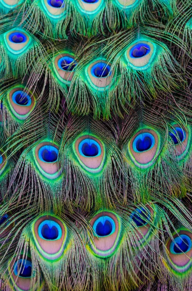 Peacock Tail Feather Background