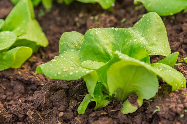 Close up view of Fresh salad leave Butter head lettuce in the Organic farm with soft focus