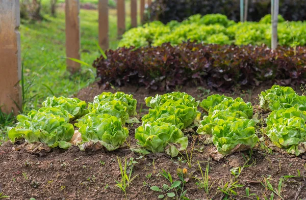 Green fresh salad leave Butter head lettuce in the row of Organic farm